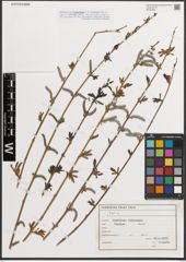 Foto von Salix L.